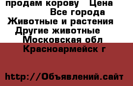 продам корову › Цена ­ 70 000 - Все города Животные и растения » Другие животные   . Московская обл.,Красноармейск г.